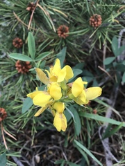 Thermopsis