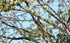 Carpodacus erythrinus grebnitskii