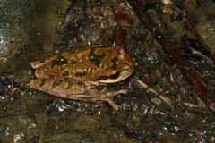 Smilisca phaeota