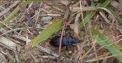 Harpalus caliginosus
