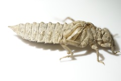 Nihonogomphus viridis