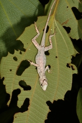 Anolis lyra