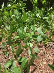 Amphicarpaea edgeworthii