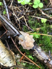 Exidia thuretiana