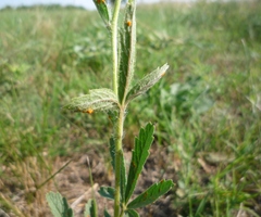 Potentilla recta recta