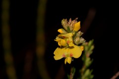 Dillwynia floribunda