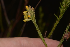 Dillwynia floribunda