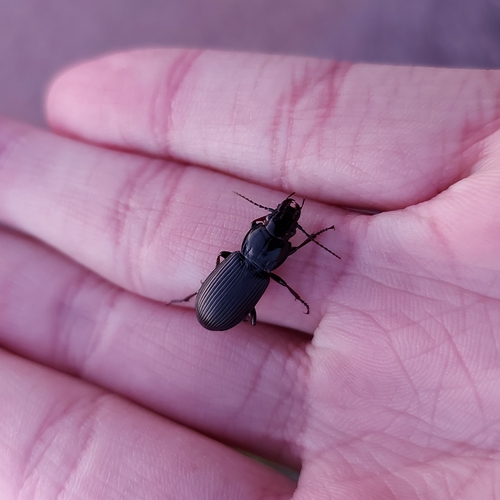 Rain Beetle, 3271 Mijnsheerenland, Nederland, photo 10 of 10