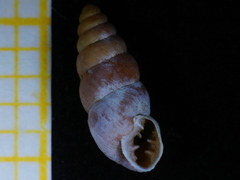 Chondrina arcadica