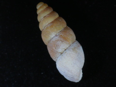 Chondrina arcadica