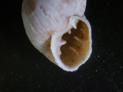 Chondrina arcadica