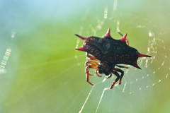 Gasteracantha doriae