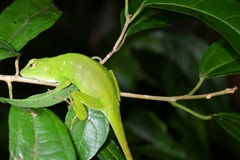 Anolis parvauritus