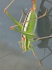 Poecilimon macedonicus