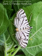 Conchylodes terminipuncta