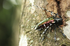 Anoplophora albopicta