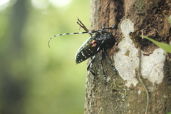 Anoplophora albopicta