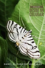 Conchylodes terminipuncta