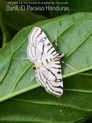 Conchylodes terminipuncta