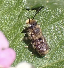 Megachile ericetorum
