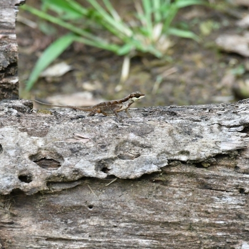 Scalyback Anole, Anolis notopholis