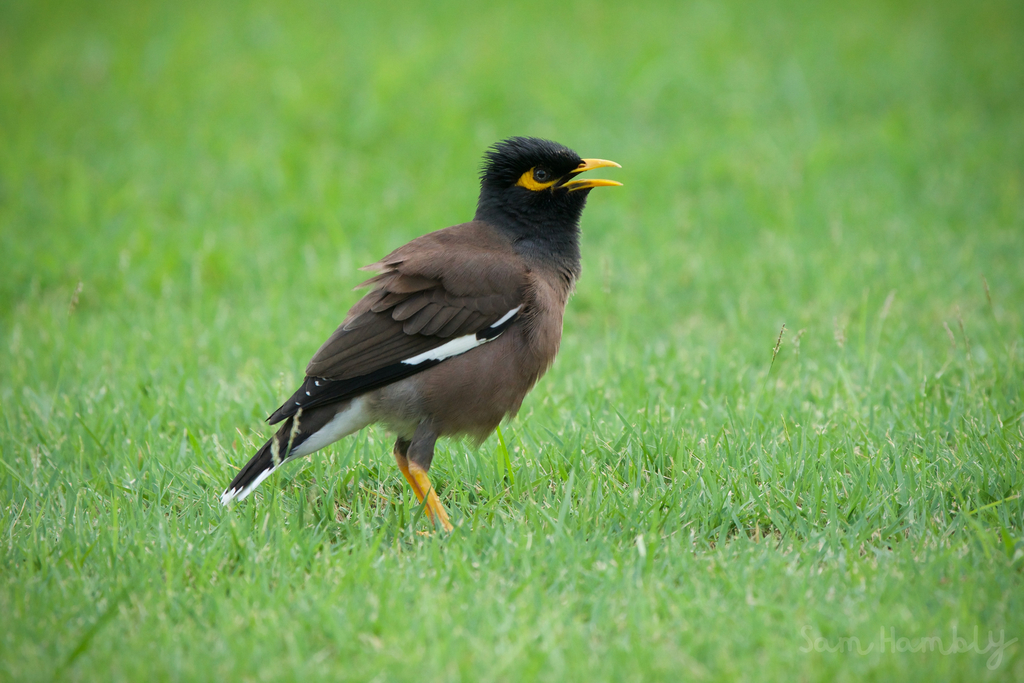 Common Indian Myna from Chatuchak, Bangkok 10900, Thailand on June 3 ...