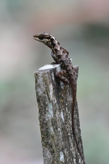 Anolis notopholis