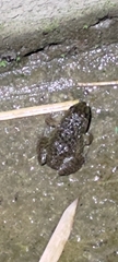 Hoplobatrachus chinensis