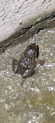 Hoplobatrachus chinensis