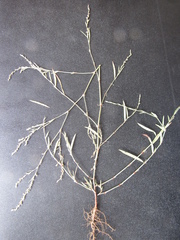 Polygonum novoascanicum