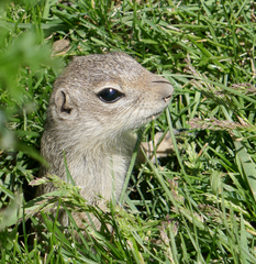 Spermophilus relictus