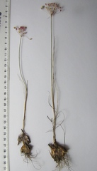 Allium inaequale