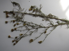 Centaurea besseriana