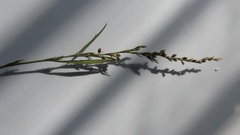 Polygonum novoascanicum