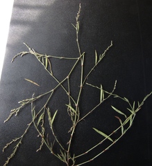 Polygonum novoascanicum