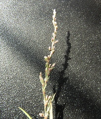 Polygonum novoascanicum