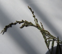 Polygonum novoascanicum