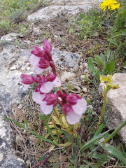 Anacamptis papilionacea grandiflora