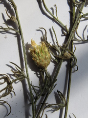 Centaurea besseriana