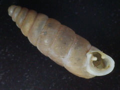 Chondrula macedonica