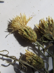 Centaurea besseriana