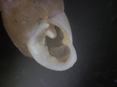 Chondrula macedonica