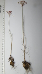 Allium inaequale