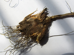 Allium inaequale