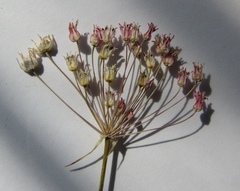 Allium inaequale