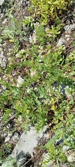 Astragalus clerceanus