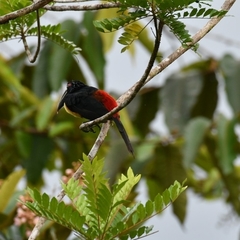 Pteroglossus torquatus