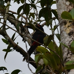 Pteroglossus torquatus