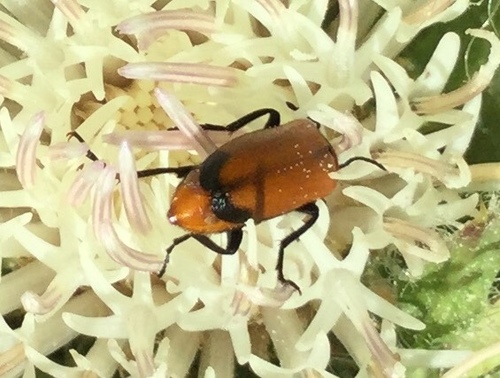 iNaturalist observation photo of Nemognatha