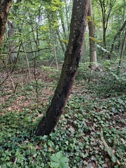 Cryptostroma corticale